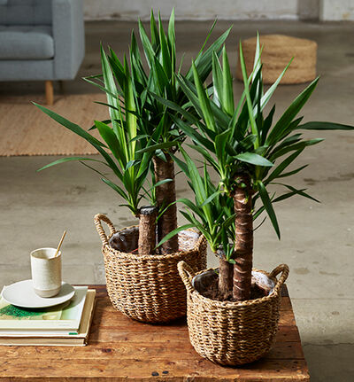 Yuccapalme Yuccapalme